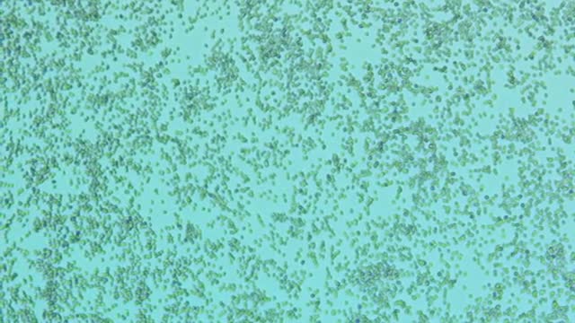 Microscope. Educational video of water activation.