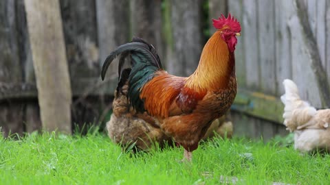 Dick with chickens