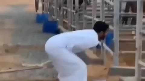 mischievous horse