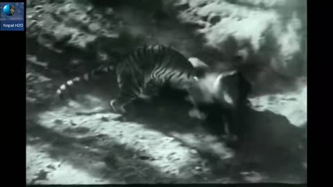 Lion Vs Tiger Real Fight to Death New Original Video HD
