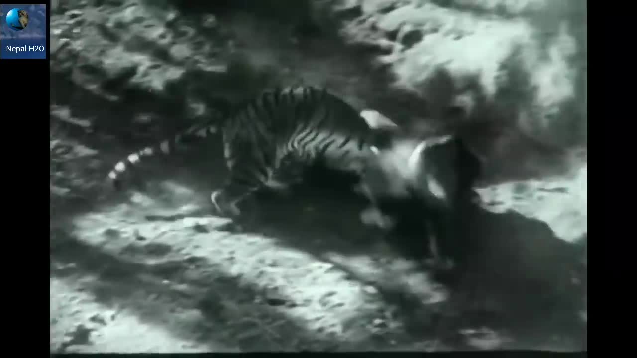 Lion Vs Tiger Real Fight to Death New Original Video HD