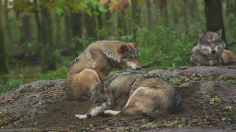Wolf in the wild. The lifespan of wolves