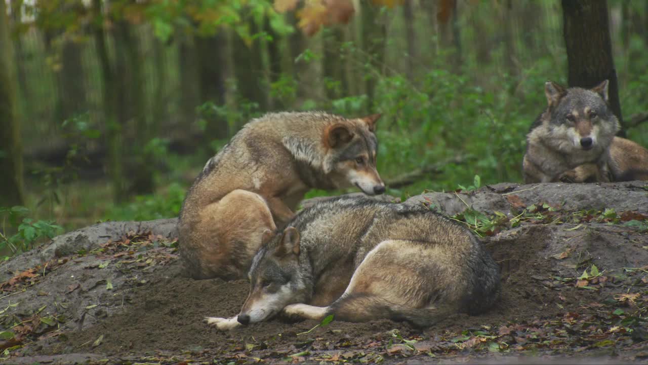 Wolf in the wild. The lifespan of wolves