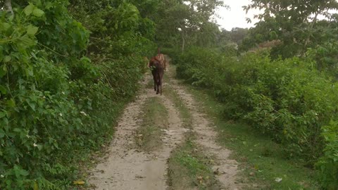 Cow