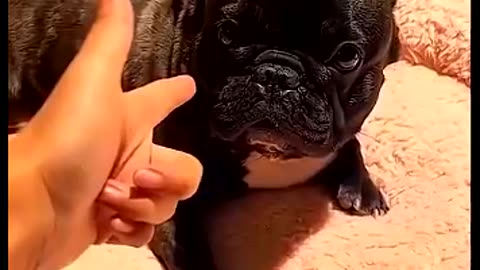 Animals that care too much!