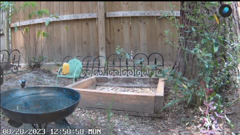 outdoor live cam