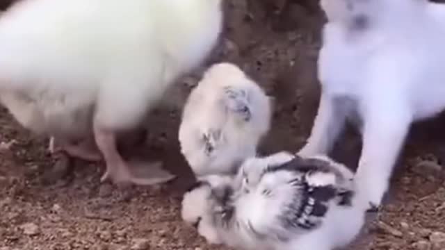 world best lovely dogs HD videos | we love dogs - 10