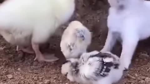 world best lovely dogs HD videos | we love dogs - 10