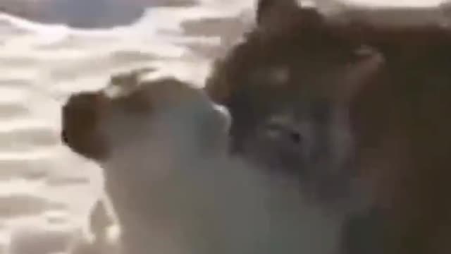 Lyon vs Dogs