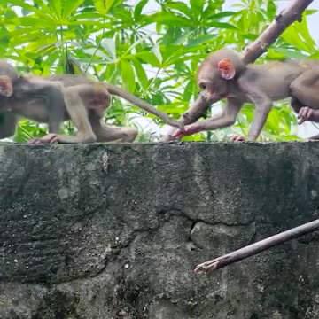 Amazing animals, rescue baby monkeys playing with climbing trees, wild animals have no distance#1