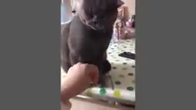 Videos of funny cat behavior that will make you laugh out loud for ten minutes