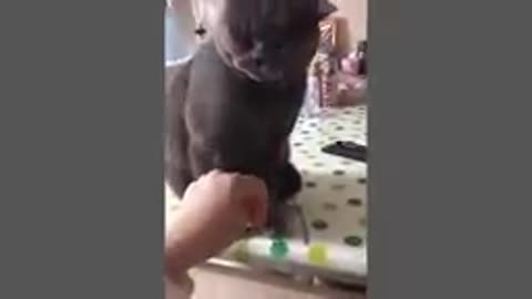 Videos of funny cat behavior that will make you laugh out loud for ten minutes