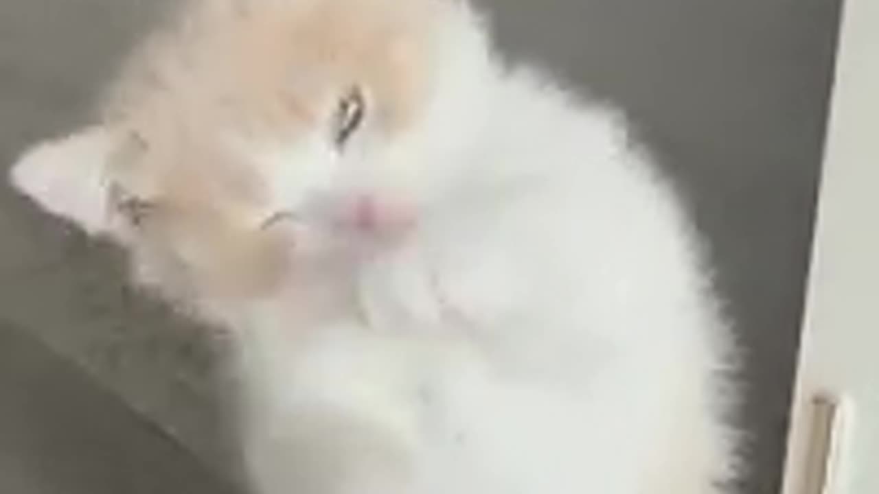 Funniest Pets - Best Funny Animal Videos