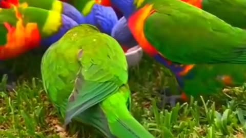 Beautiful bird