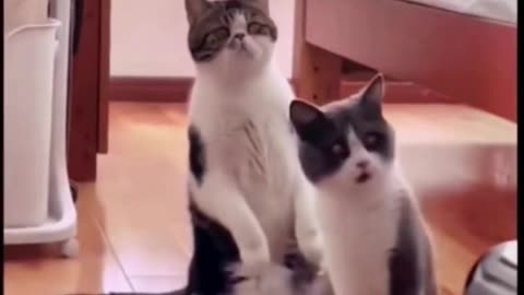 Cat is new electrician funny video