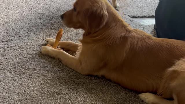 Sneaky Pup Steals Snack From Sibling