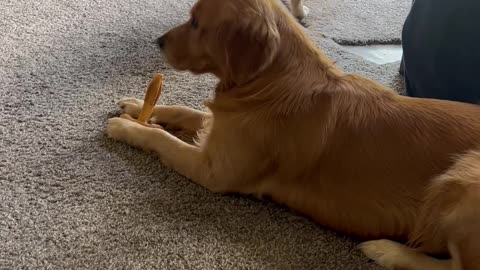 Sneaky Pup Steals Snack From Sibling