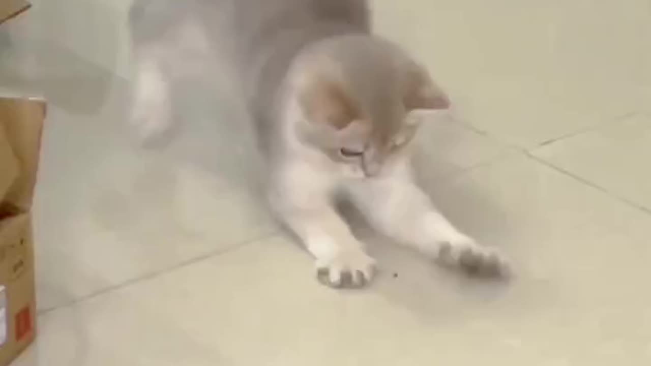 A silly little cat