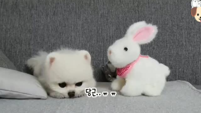 Cute Dog That Steals The Rabbir's Carrots