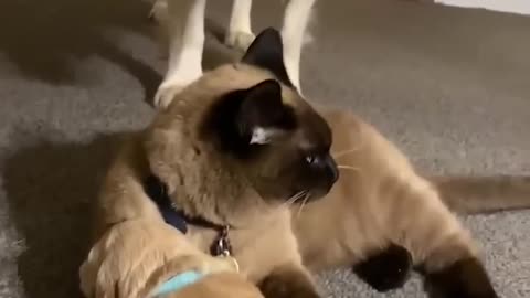 Sweet Cat Comforts Crying Puppy #shorts