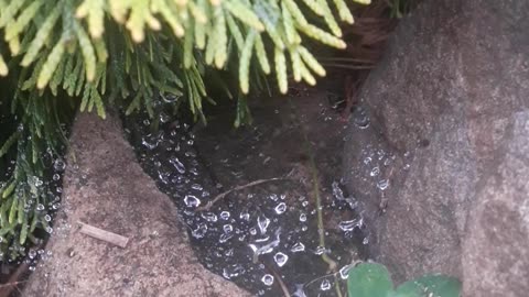 Water catcher