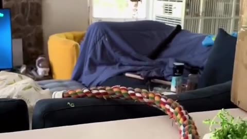 Funny Bird Dancing