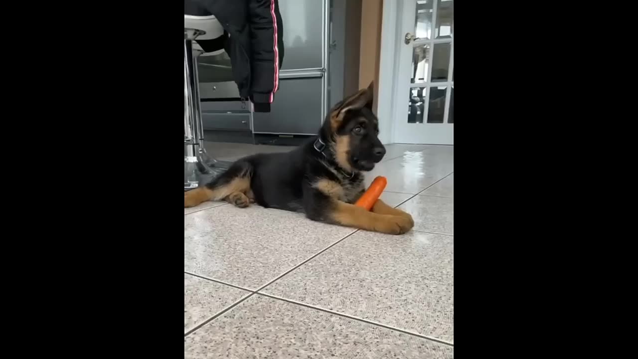 Funny Animal Compilation / 10 minutes fun of funny animals / Part 1