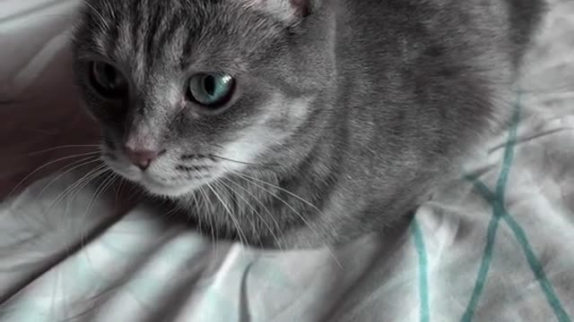 #catsofinstagram#cats#catstagram#instacat#kitty#kitten#catlover#meow#catoftheday#neko#gato(4)(2)
