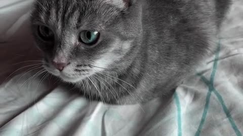 #catsofinstagram#cats#catstagram#instacat#kitty#kitten#catlover#meow#catoftheday#neko#gato(4)(2)