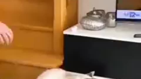 Funny animals 🤣 cats monkey