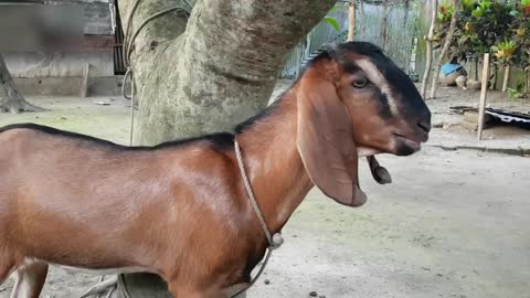My Cute Red Goat Real Sound Loudly _ Goat Screaming Loudly At Our Home