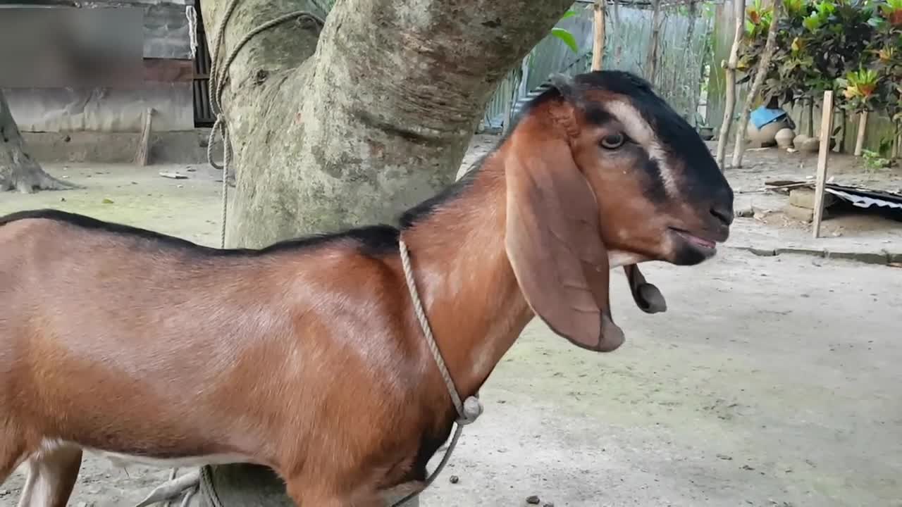 My Cute Red Goat Real Sound Loudly _ Goat Screaming Loudly At Our Home