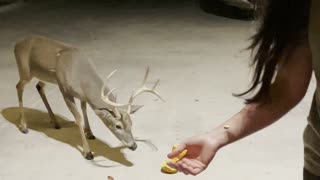 Patient Buck Waits for Pumpkin