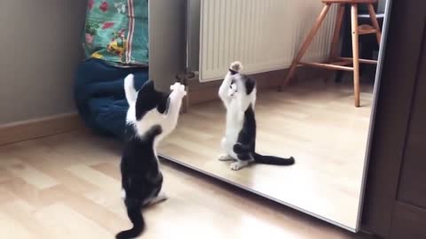 Funny Cat And mirror Video_Funny video_What's App Videos_30 Seconds Status Video_
