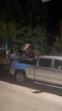 Amazing Bull Moose Fighting in Parking Lot.