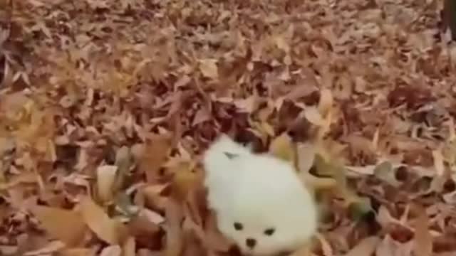 Puppy Very Cute and Cute Hidden In The Foliage - TikTok Dogs (#Funny #Animals #416)