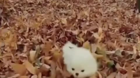 Puppy Very Cute and Cute Hidden In The Foliage - TikTok Dogs (#Funny #Animals #416)