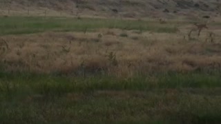 Look deer