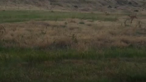 Look deer