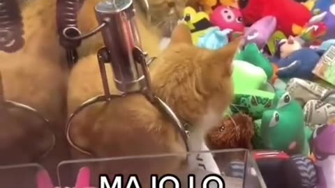 Confused cat