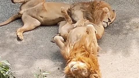 The lion's paw is not the place to put