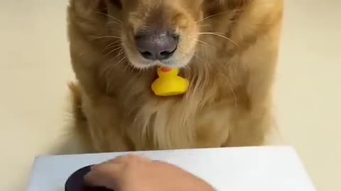 Smart dog finds treat in game