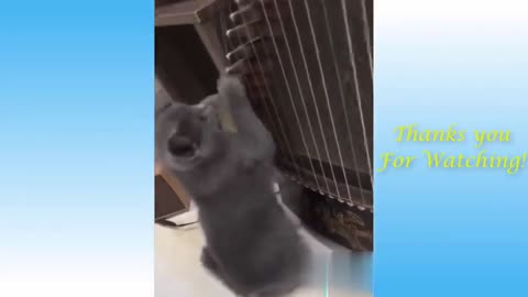 Funny animal videos 2022 - Impossible not to laugh - Funny videos #1