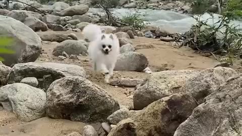 Nico- you almost hurt my hand! #cute #dog #doglover #funnymoments #smartnico #cat