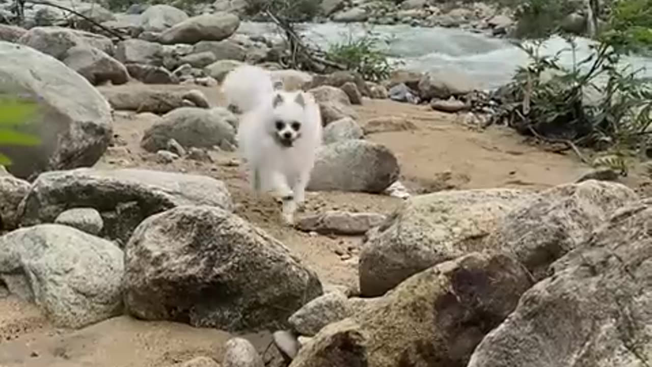 Nico- you almost hurt my hand! #cute #dog #doglover #funnymoments #smartnico #cat