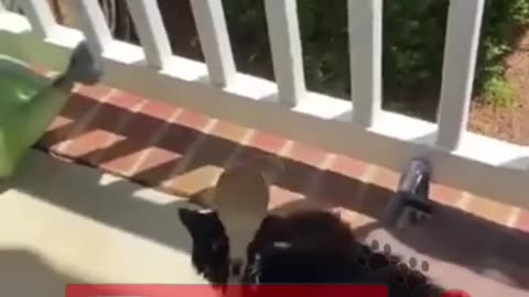 Funny animals / Funny animals / funny cats and dogs 9