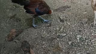 chicken viewing