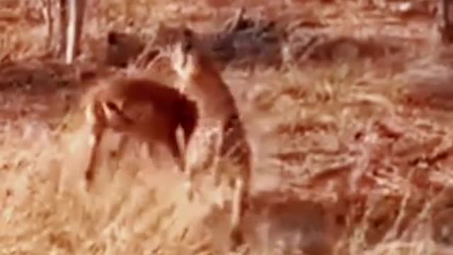 Cheetah hunts deer😱