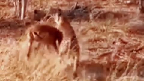Cheetah hunts deer😱