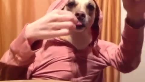 The dog at dinner